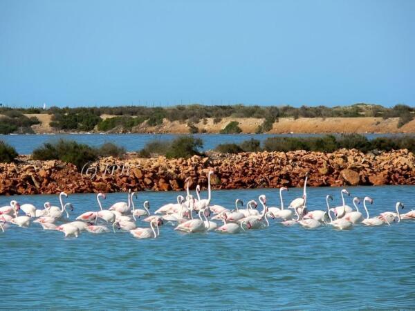 flamingo.jpg